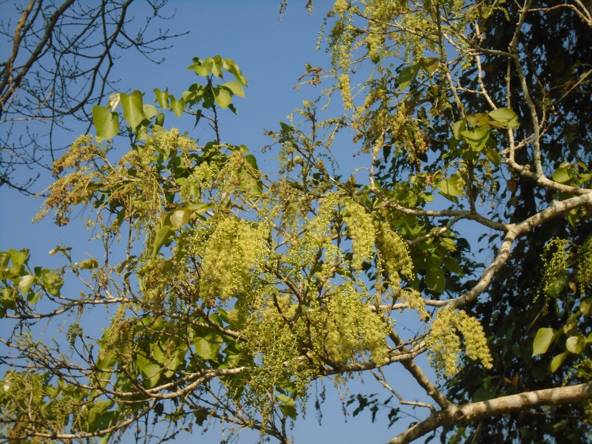 Mallotus nudiflorus (L.) Kulju & Welzen