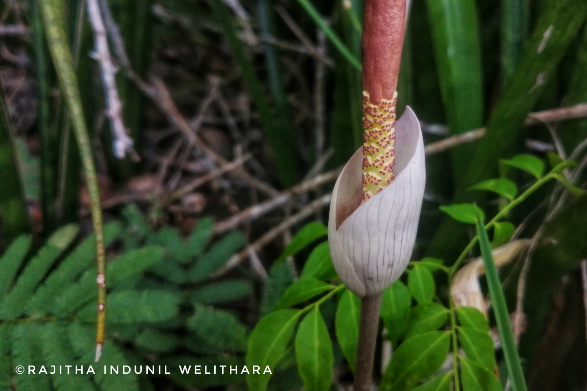 Amorphophallus sylvaticus (Roxb.) Kunth