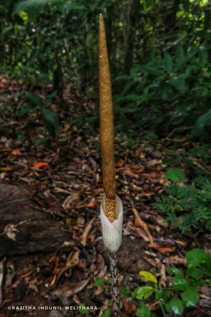 Amorphophallus sylvaticus (Roxb.) Kunth