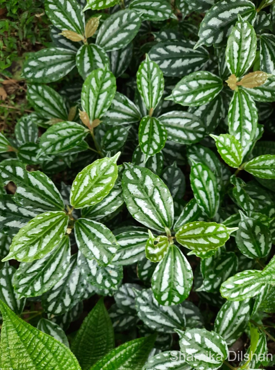 Pilea cadierei Gagnep. & Guillaumin