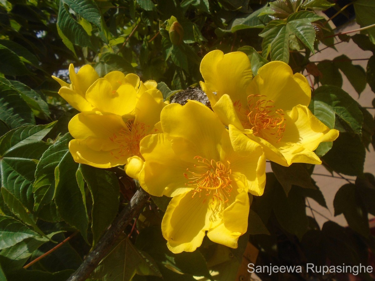 Cochlospermum religiosum (L.) Alston