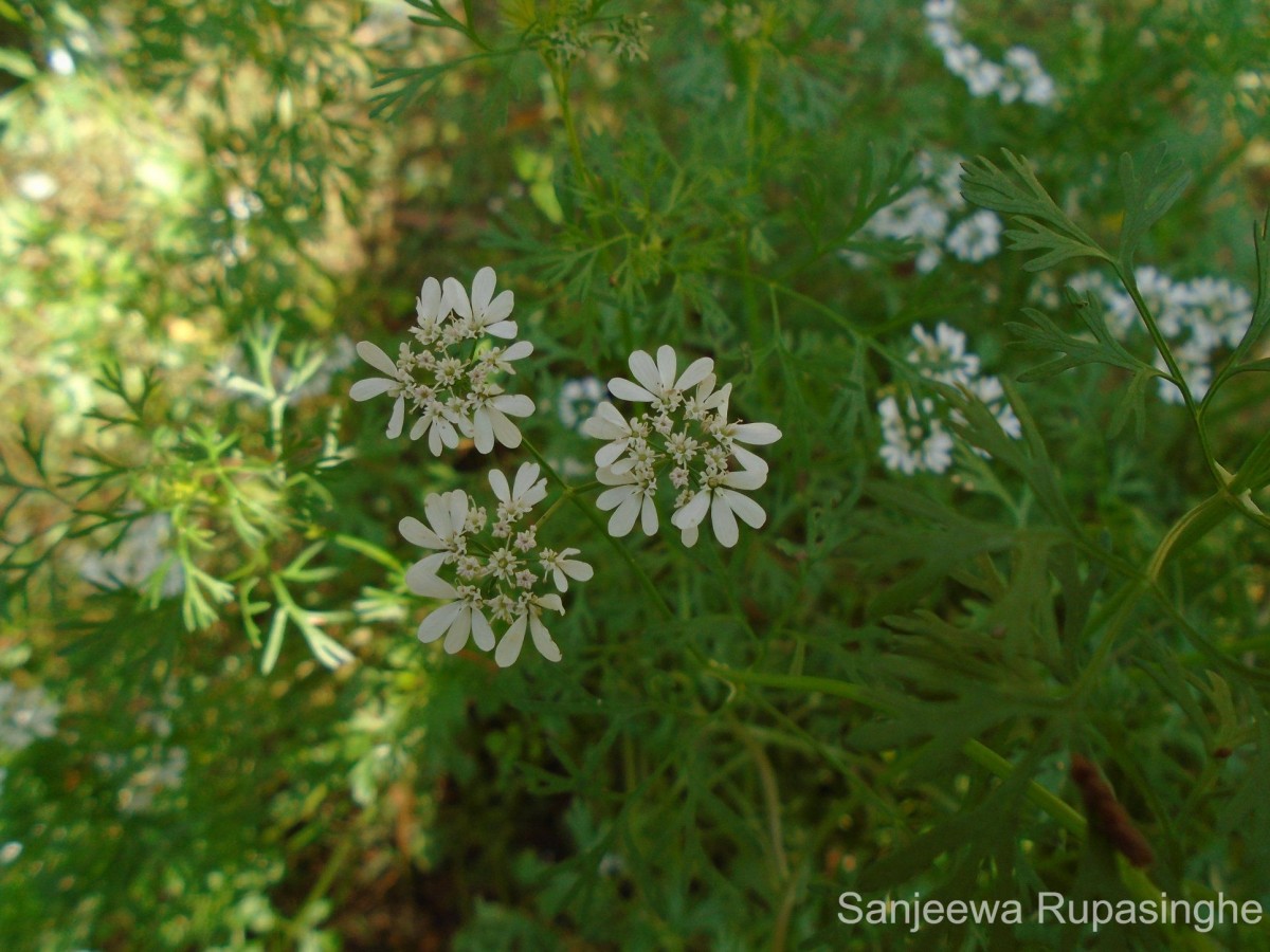 Coriandrum sativum L.