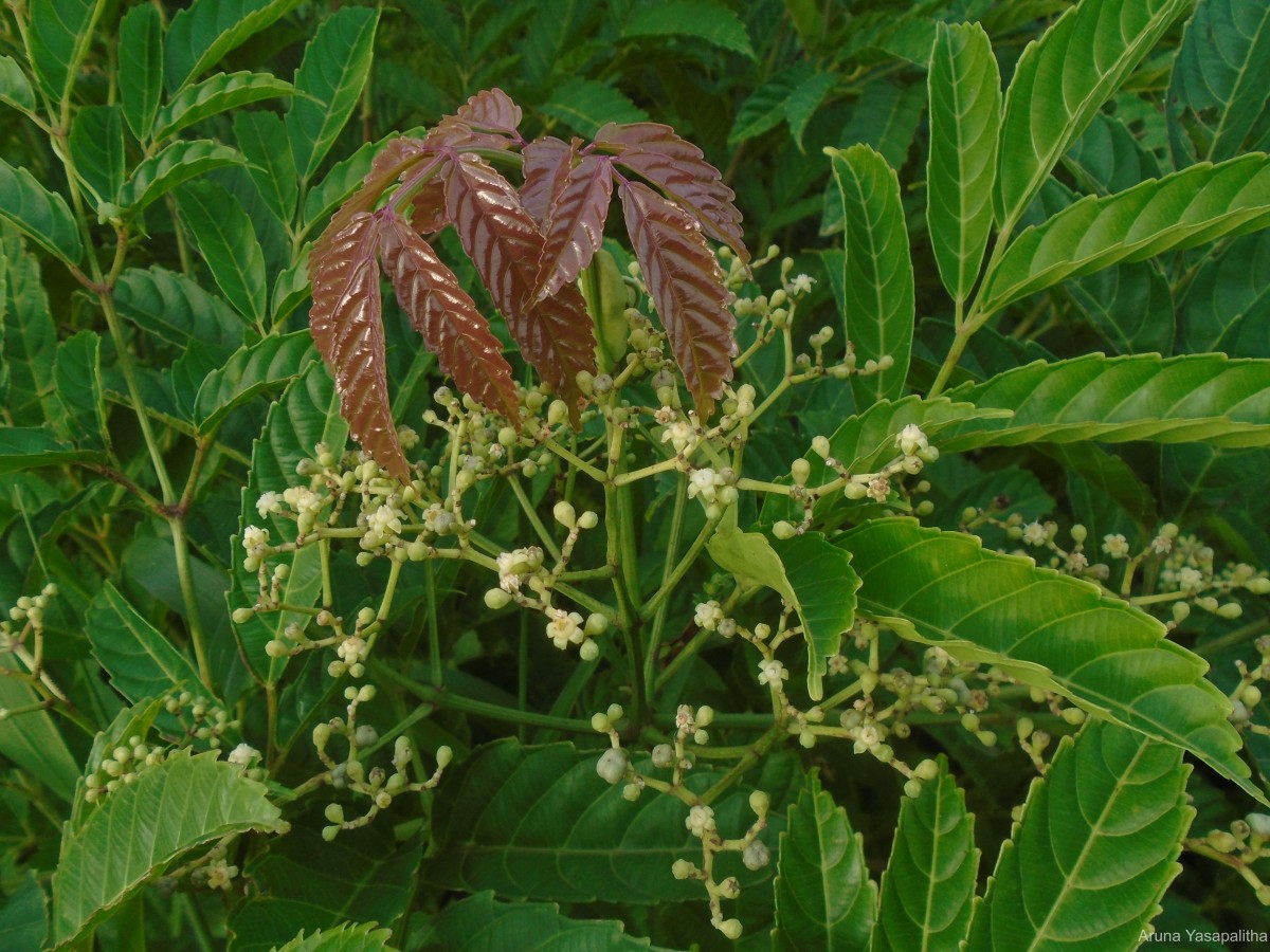 Leea indica (Burm.f.) Merr.