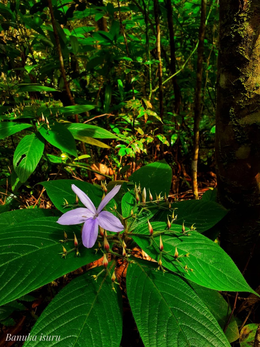 Barleria vestita T.Anderson