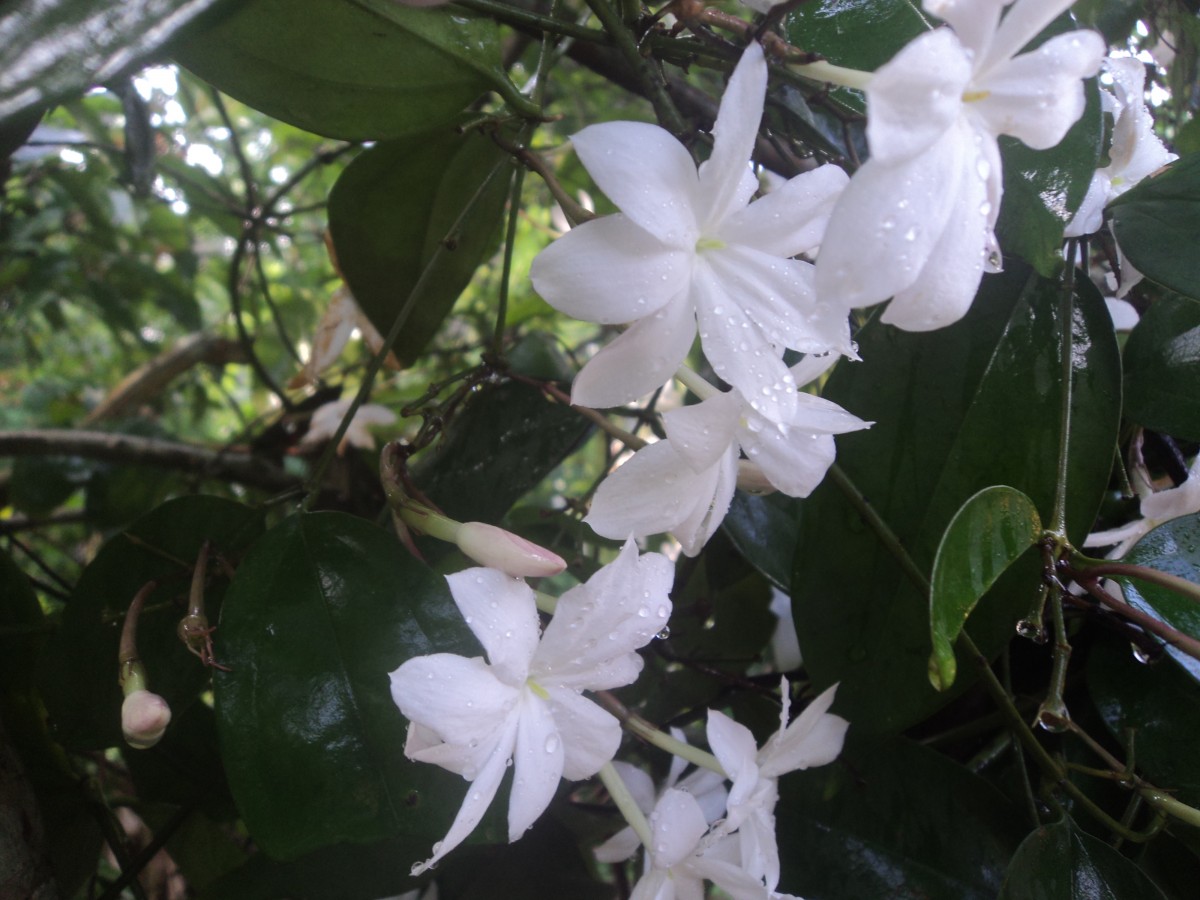 Jasminum nobile C.B.Clarke