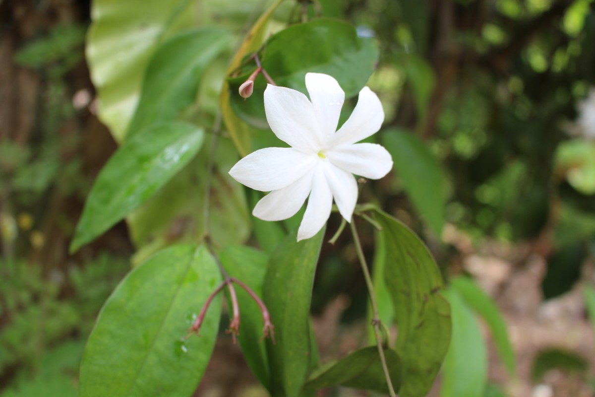 Jasminum nobile C.B.Clarke