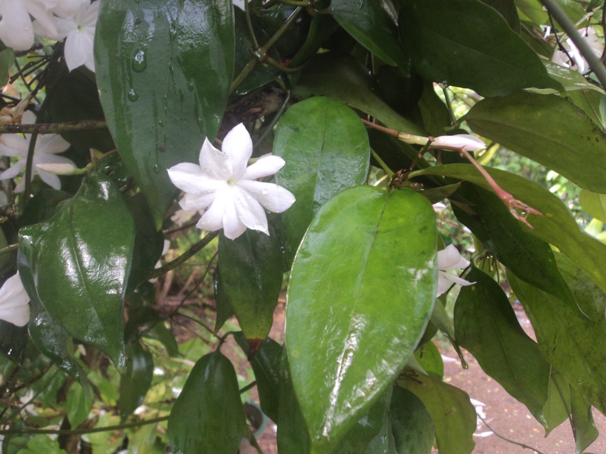 Jasminum nobile C.B.Clarke