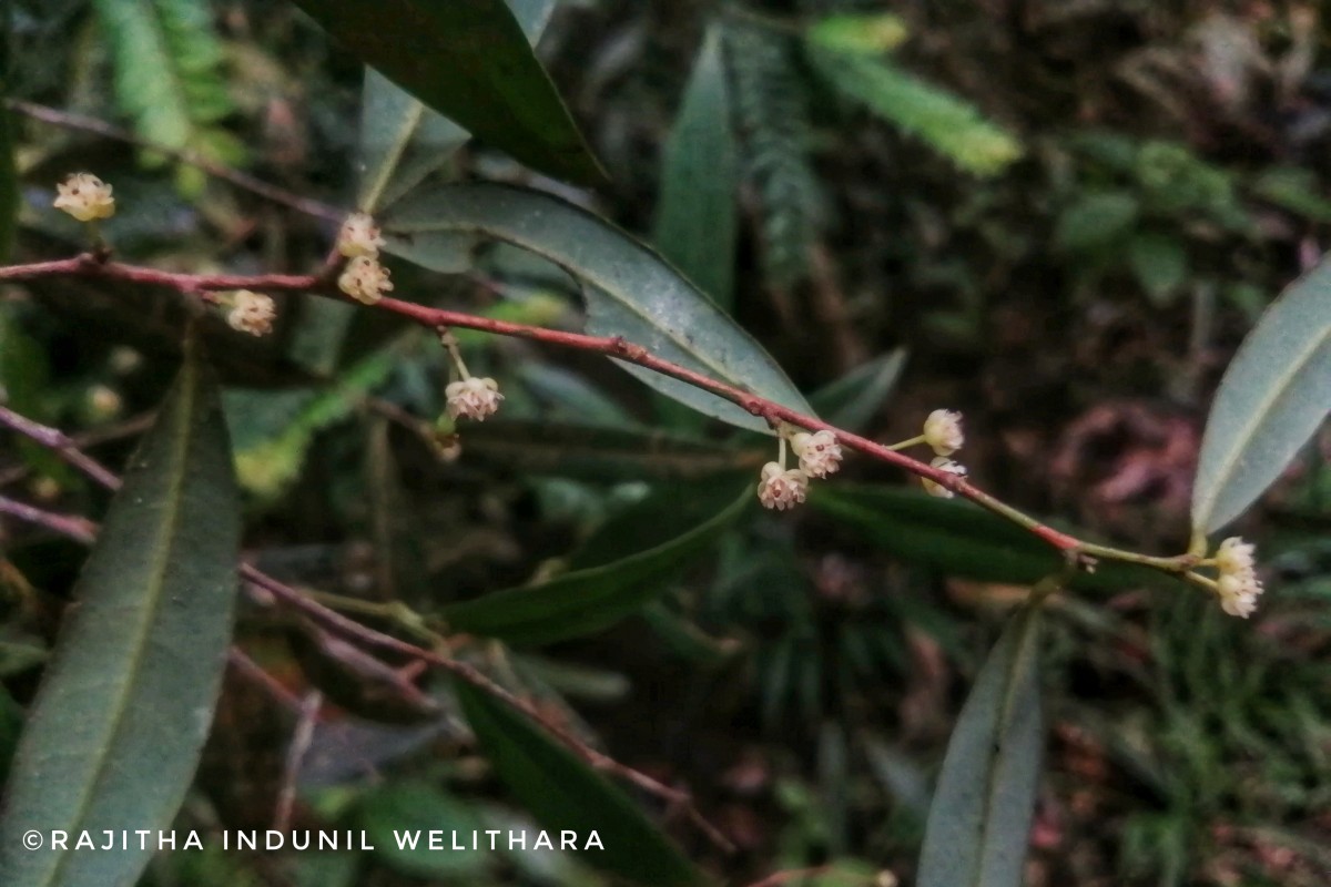 Litsea iteodaphne (Nees) Hook.f.