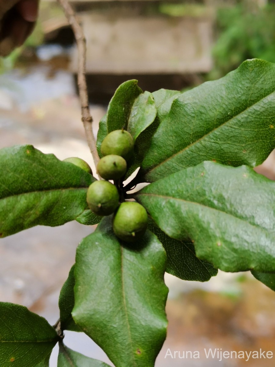 Pittosporum tetraspermum Wight & Arn.