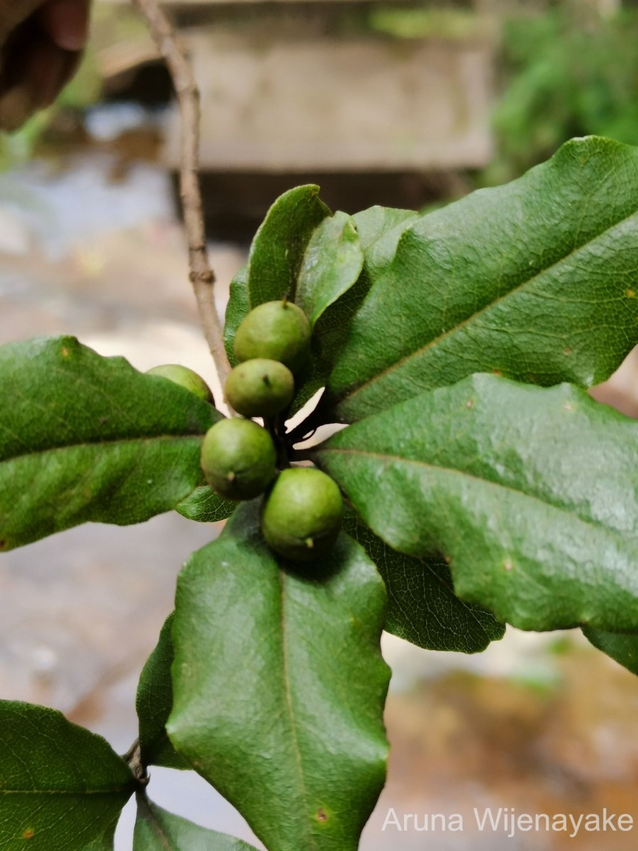 Pittosporum tetraspermum Wight & Arn.