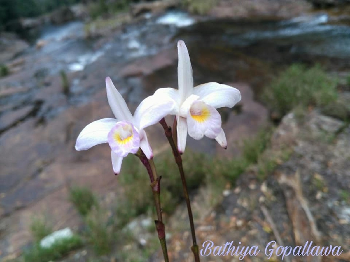 Arundina graminifolia subsp. caespitosa (Aver.) H.A.Pedersen & Schuit.