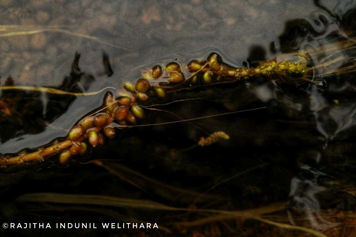 Aponogeton kannangarae M.A.Silva, Deshaprema & Manamperi