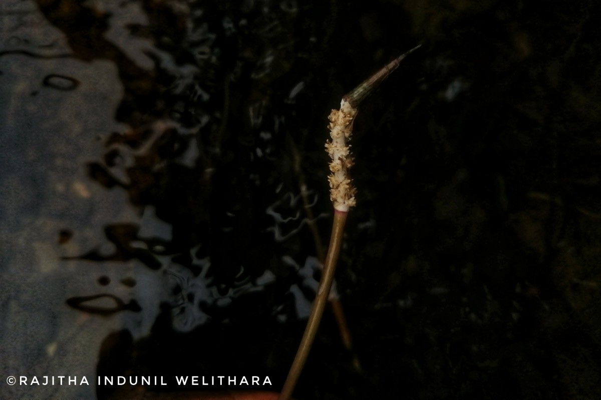 Aponogeton kannangarae M.A.Silva, Deshaprema & Manamperi