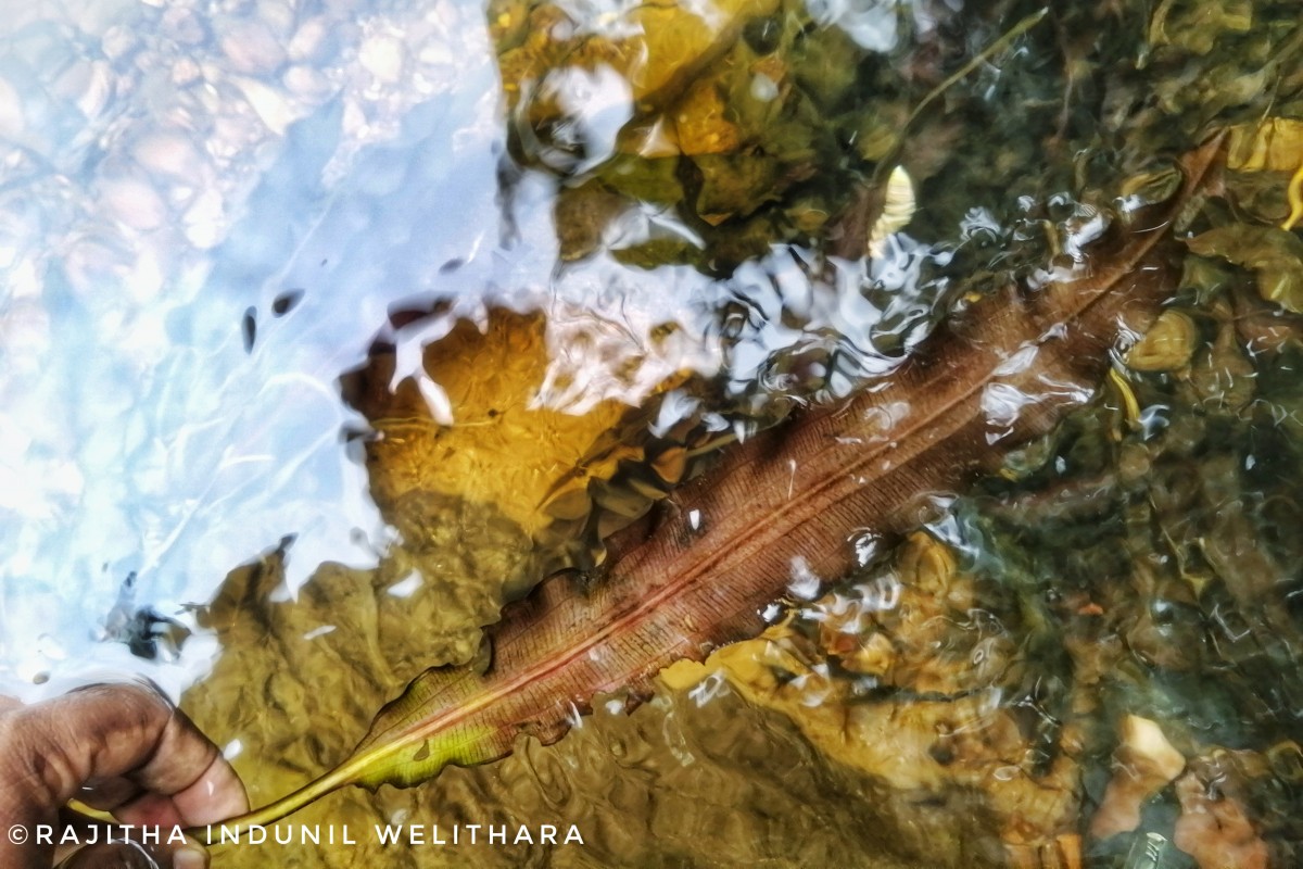 Aponogeton kannangarae M.A.Silva, Deshaprema & Manamperi