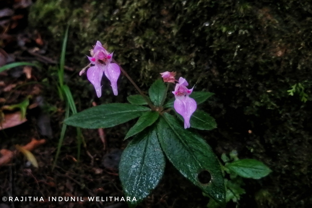 Impatiens appendiculata Arn.