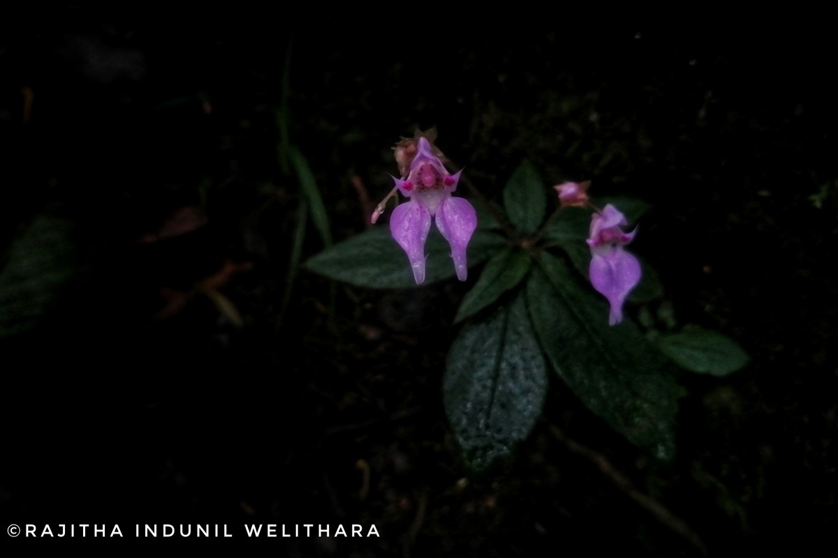 Impatiens appendiculata Arn.