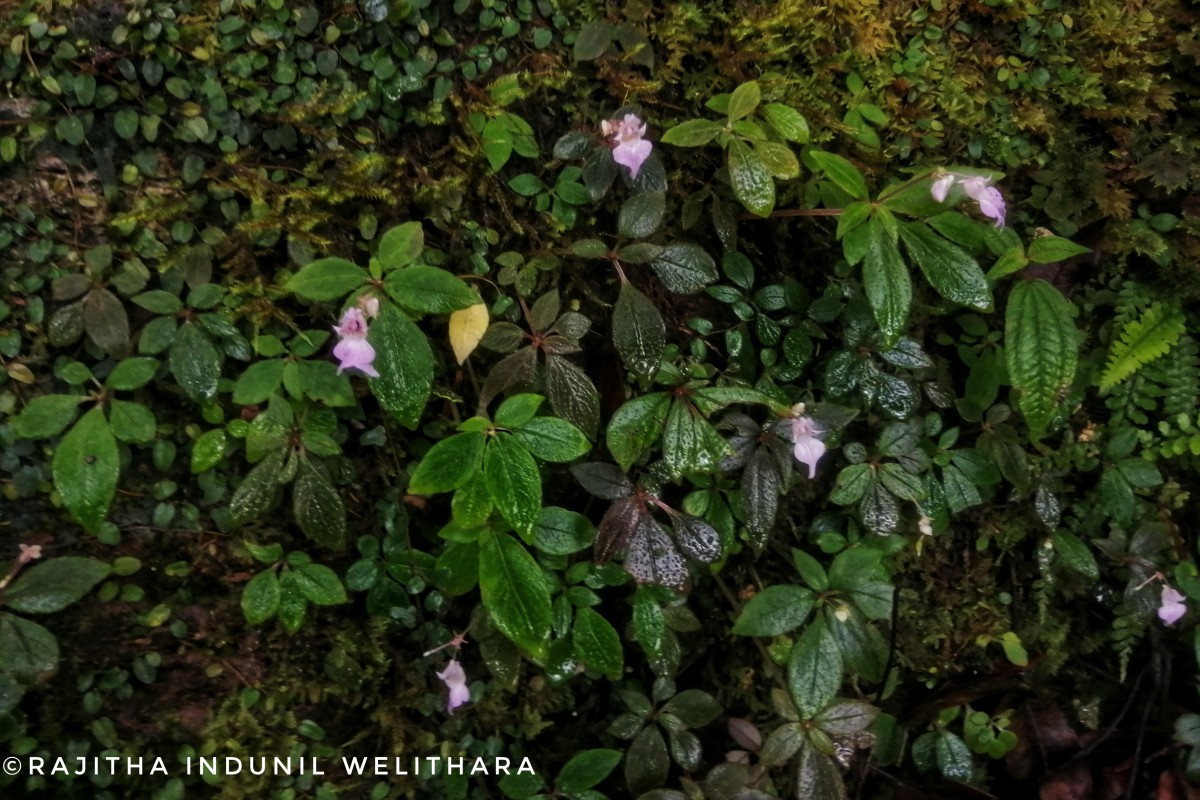 Impatiens appendiculata Arn.