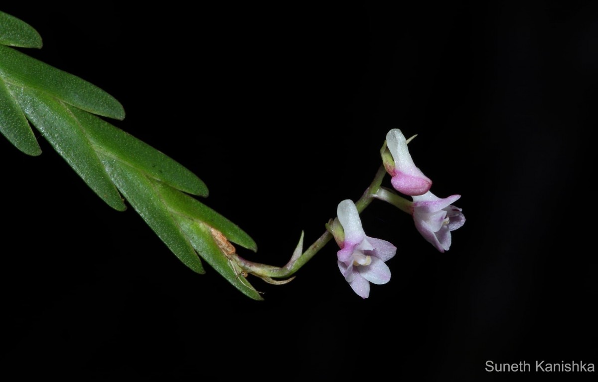 Podochilus falcatus Lindl.