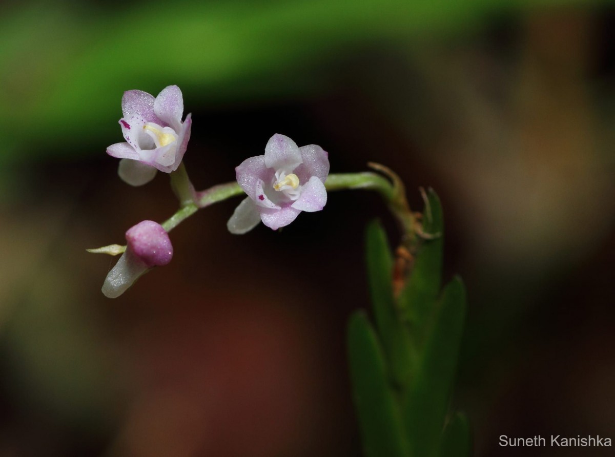 Podochilus falcatus Lindl.