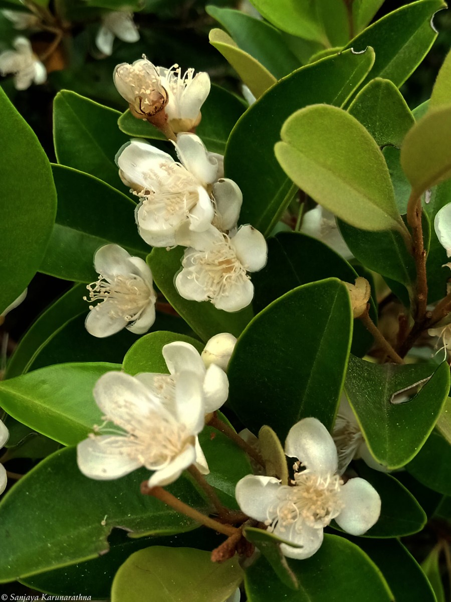 Eugenia roxburghii DC.