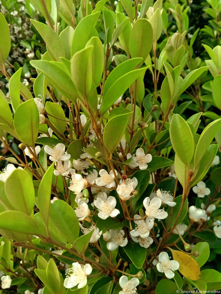 Eugenia roxburghii DC.