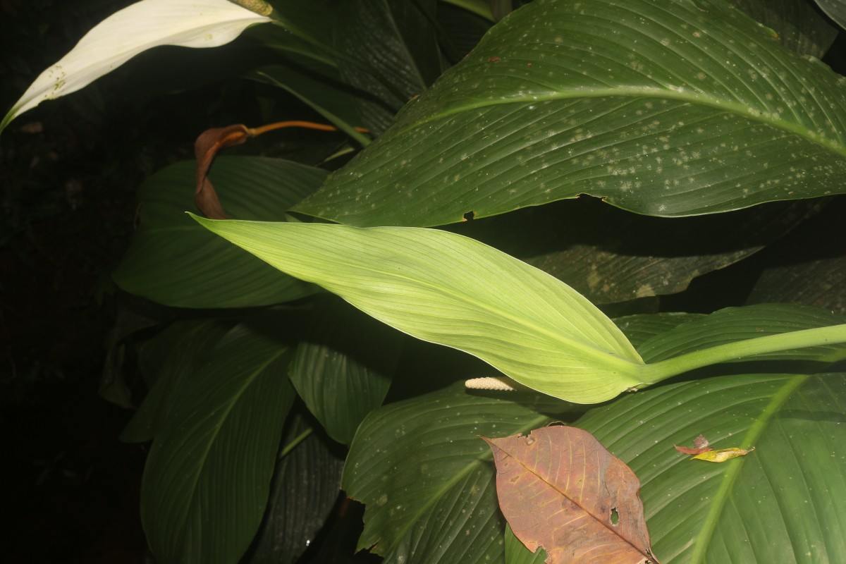 Spathiphyllum cannifolium (Dryand. ex Sims) Schott