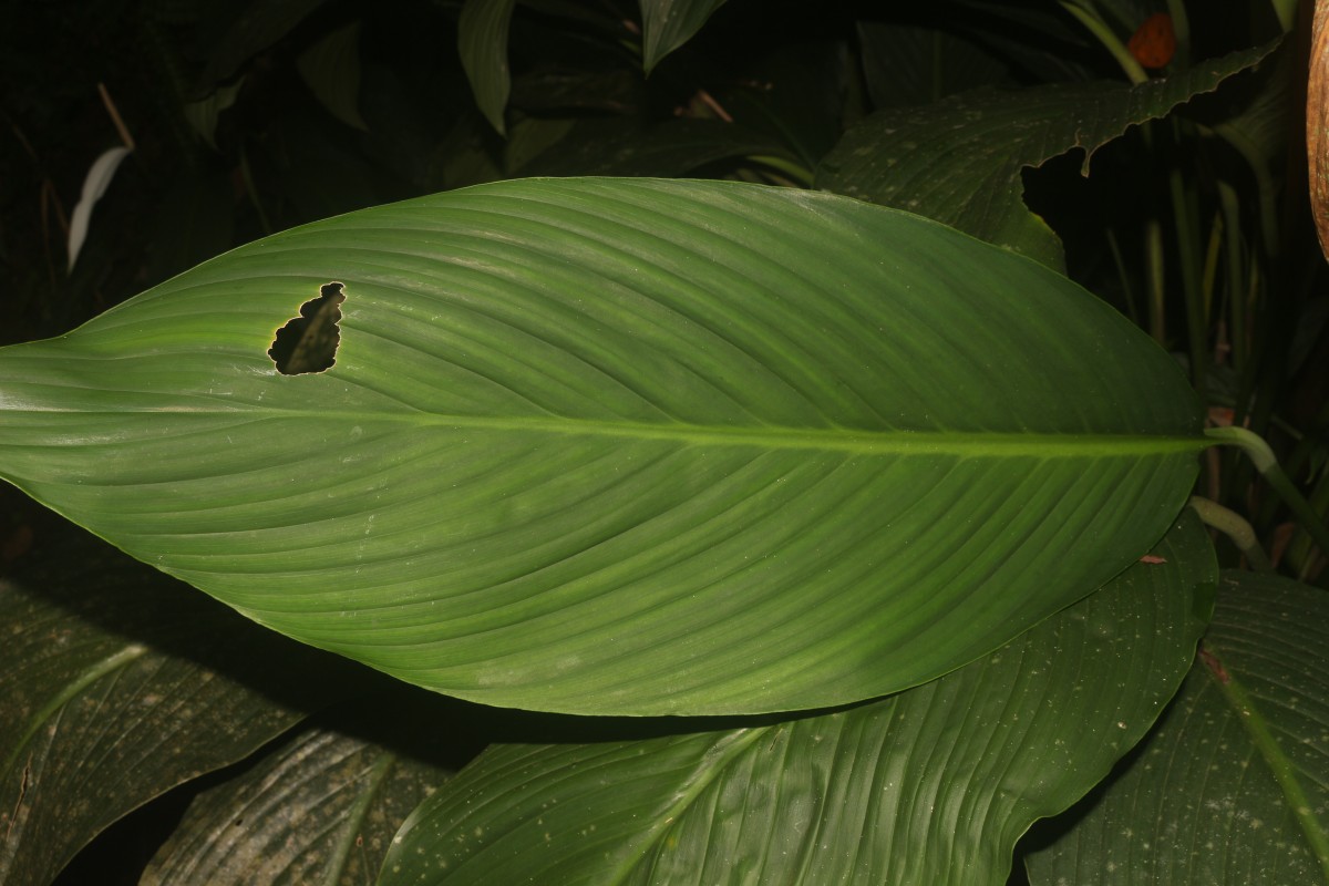 Spathiphyllum cannifolium (Dryand. ex Sims) Schott