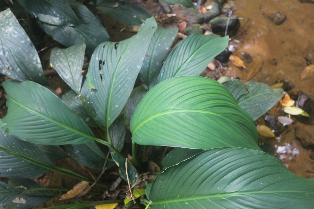 Spathiphyllum cannifolium (Dryand. ex Sims) Schott