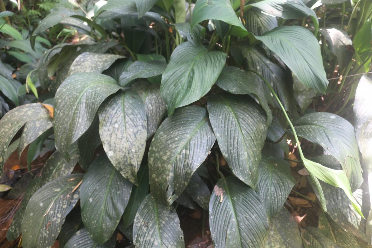 Spathiphyllum cannifolium (Dryand. ex Sims) Schott