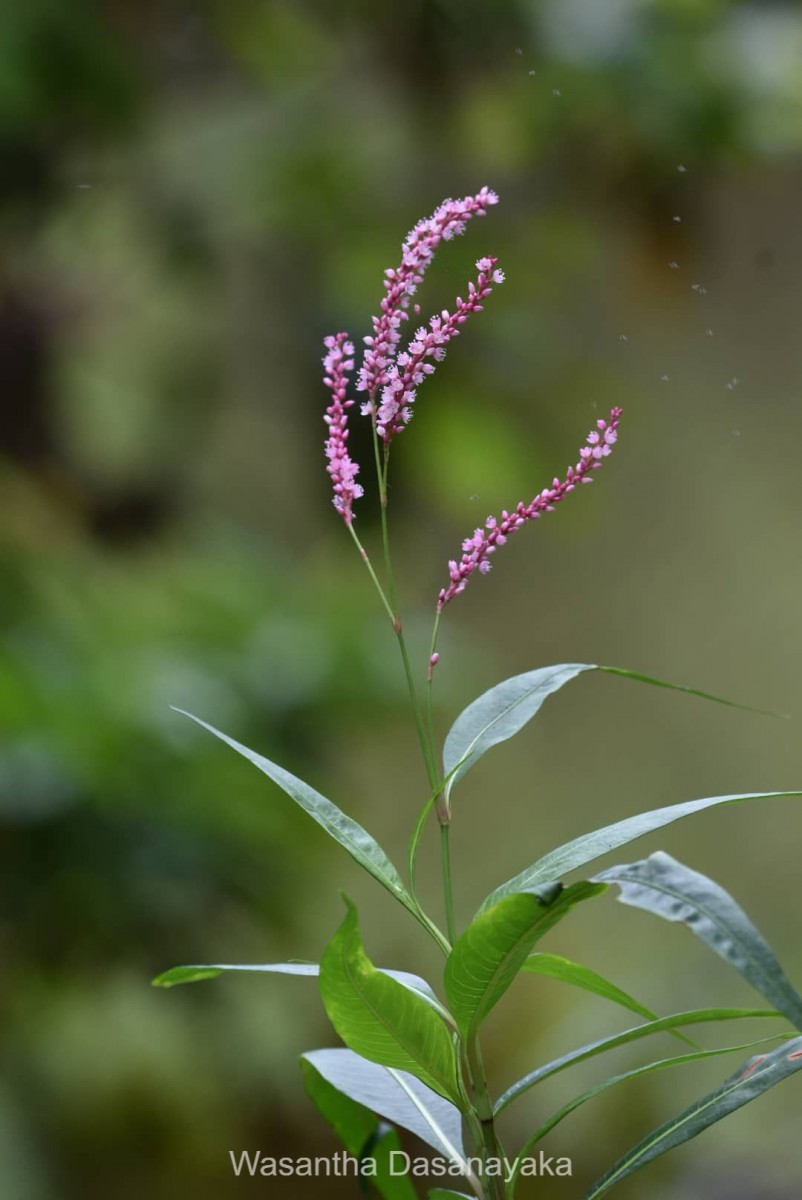 Persicaria glabra (Willd.) M.Gómez