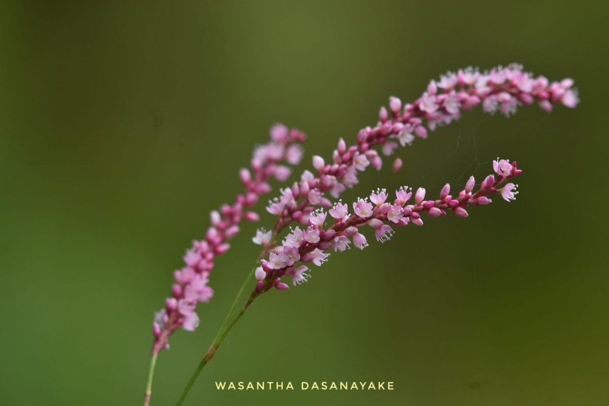 Persicaria glabra (Willd.) M.Gómez