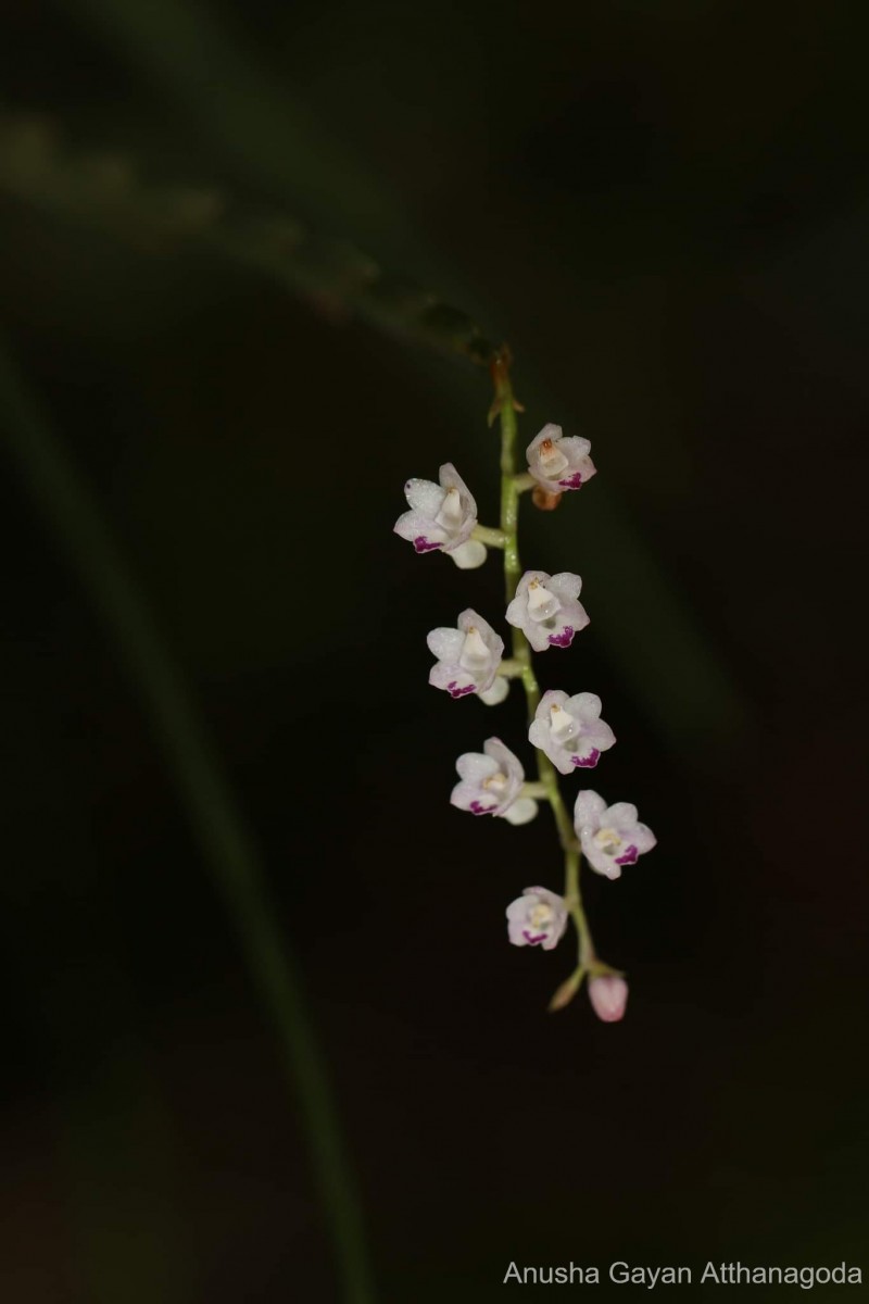 Podochilus falcatus Lindl.