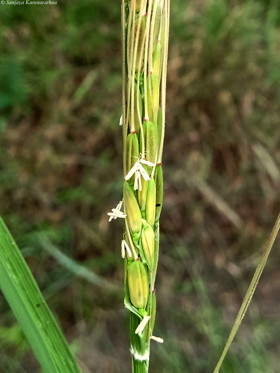 Oryza sp.