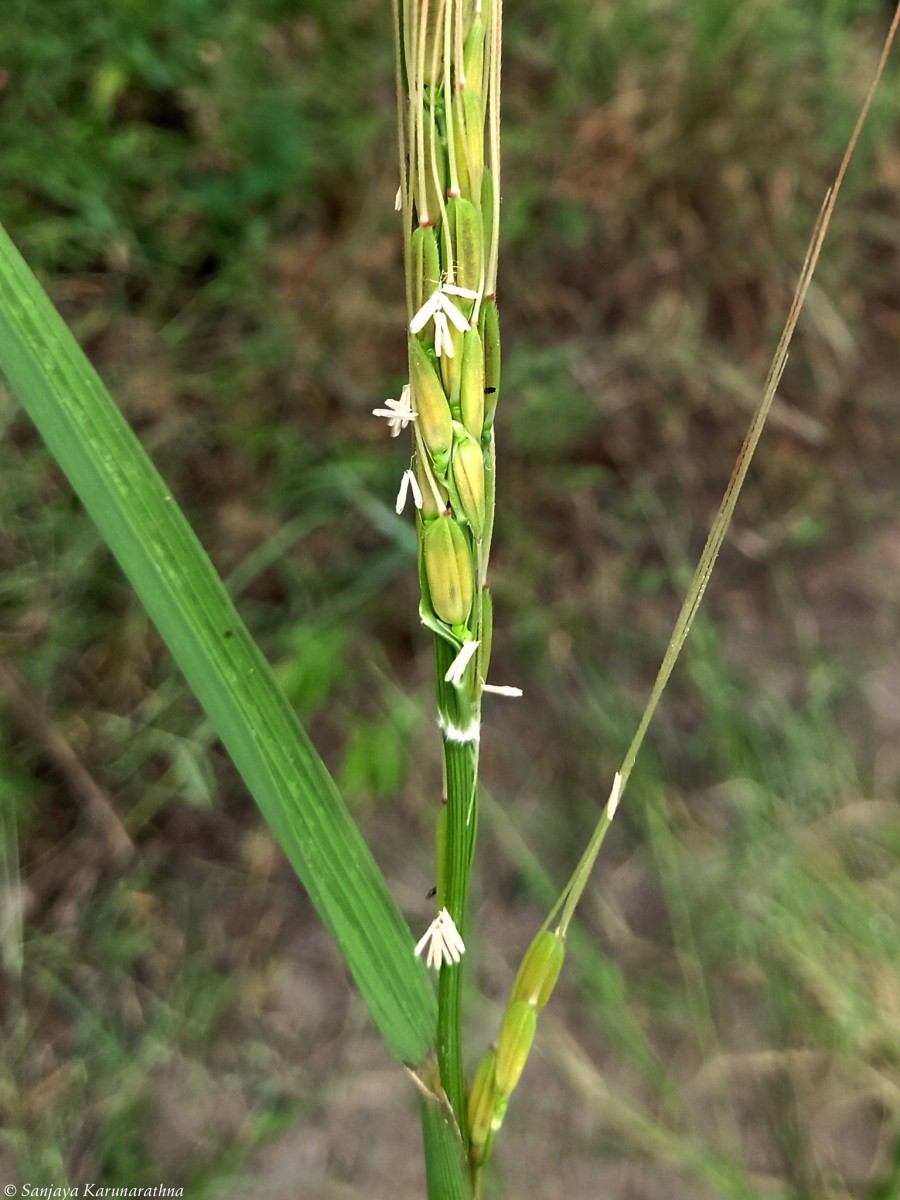 Oryza sp.