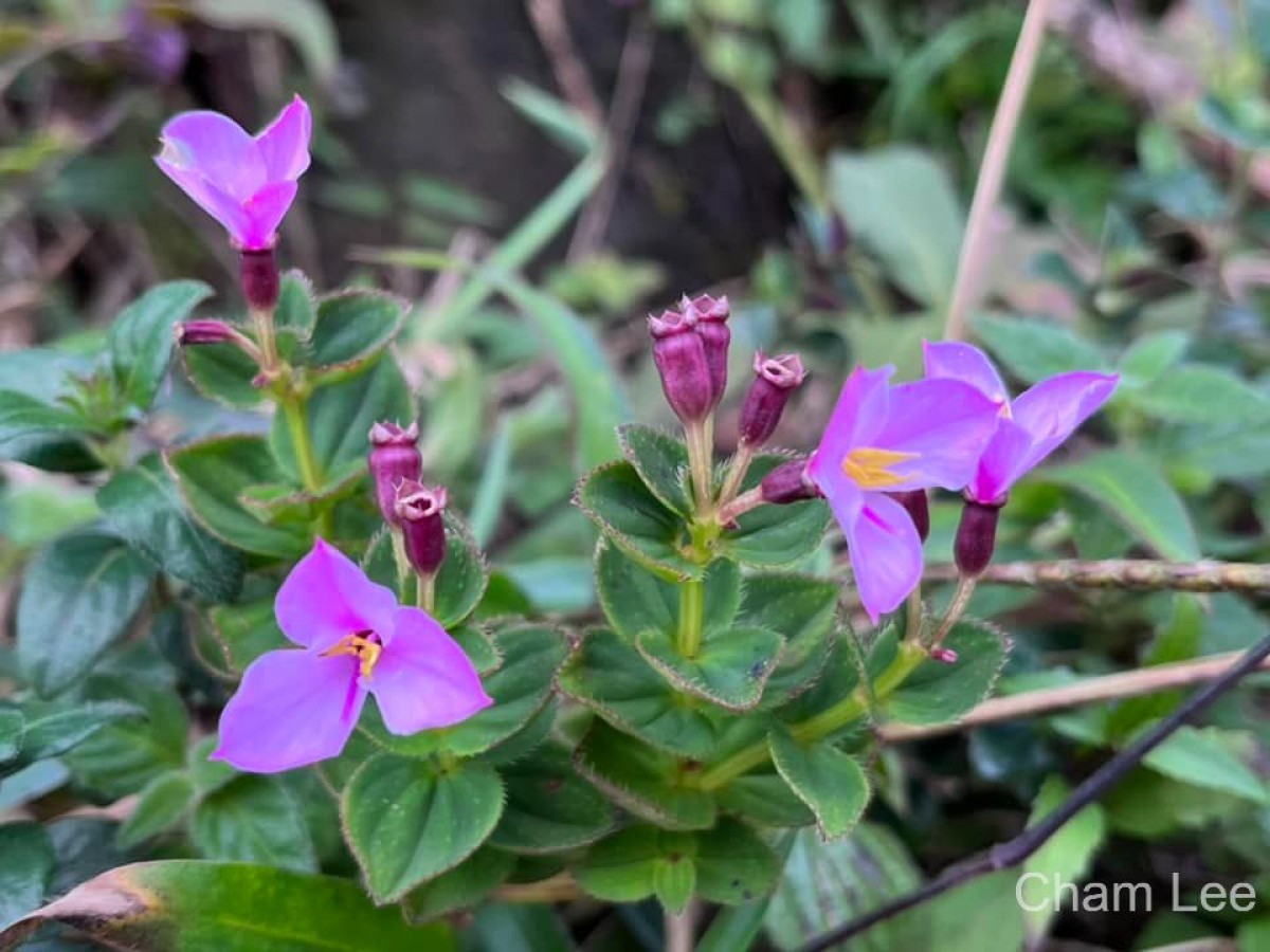 Sonerila crassicaulis Lundin