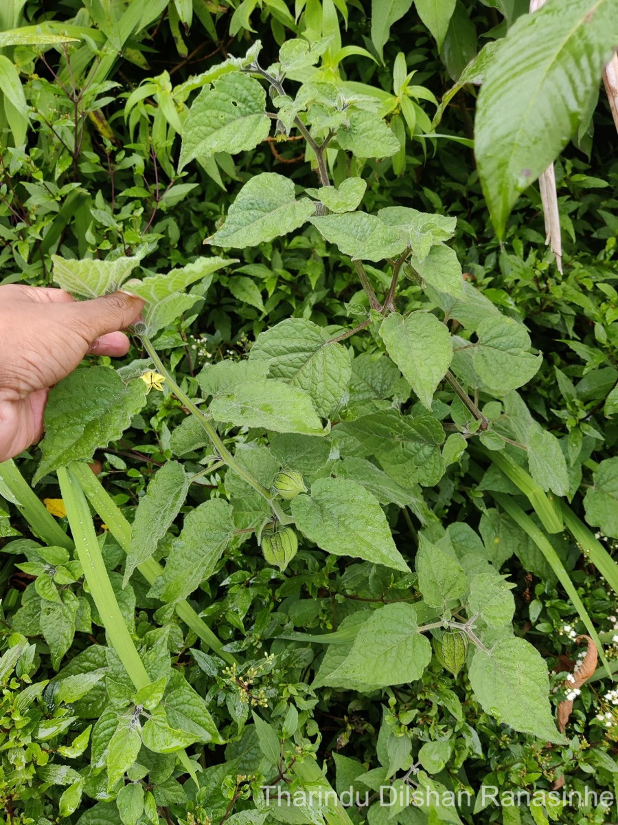 Physalis peruviana L.