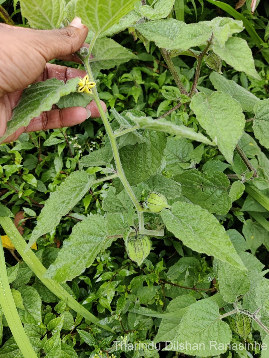 Physalis peruviana L.