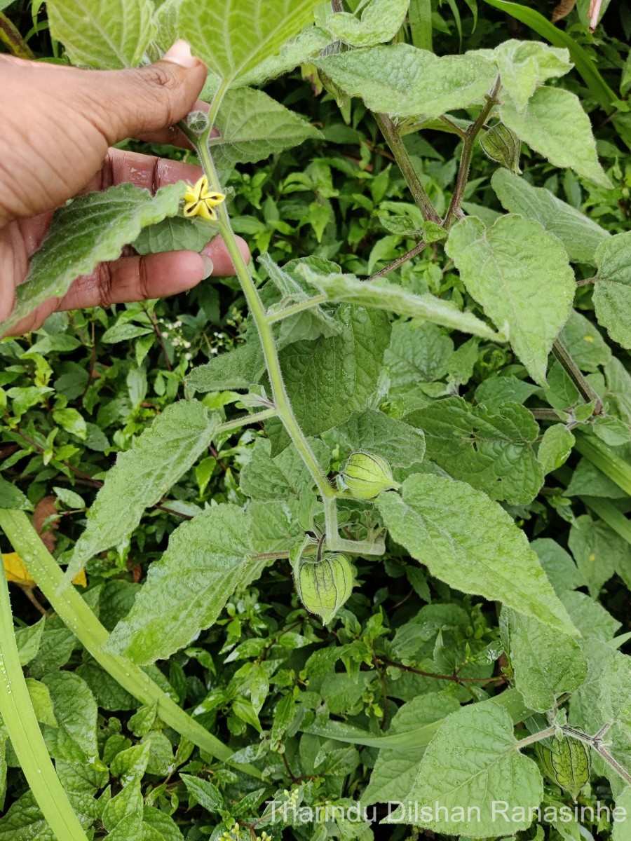 Physalis peruviana L.