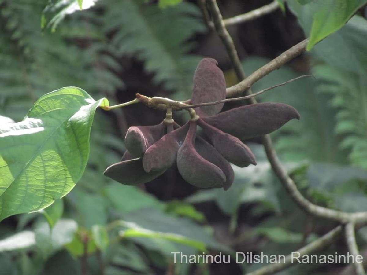 Sterculia zeylanica Kosterm.