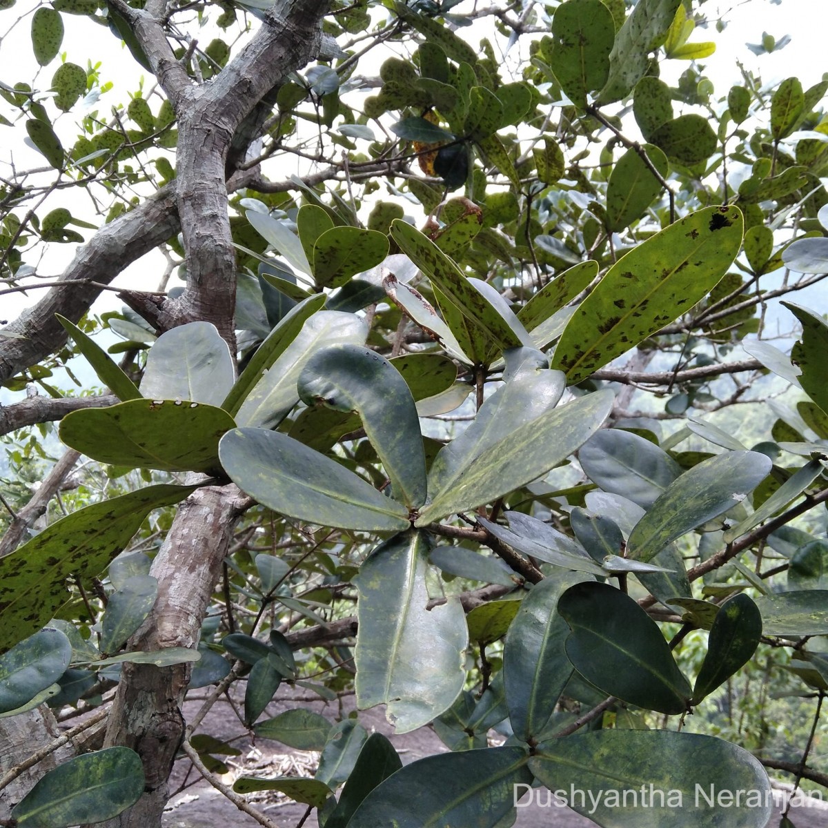 Semecarpus obovatus Moon ex Thwaites