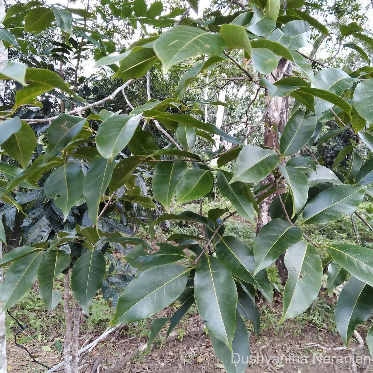 Terminalia zeylanica Van Heurck & Müll.Arg.