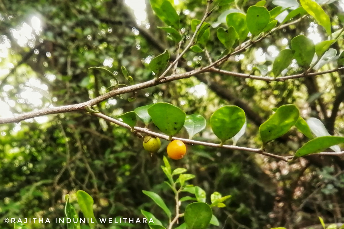 Diospyros ferrea (Willd.) Bakh.