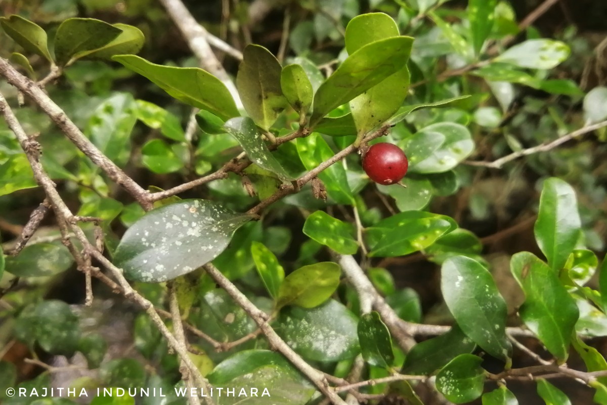 Diospyros ferrea (Willd.) Bakh.