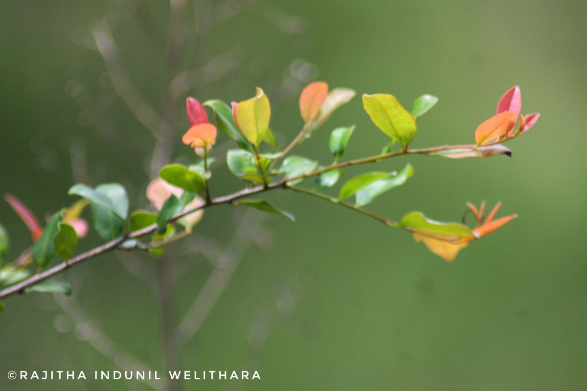 Diospyros ferrea (Willd.) Bakh.