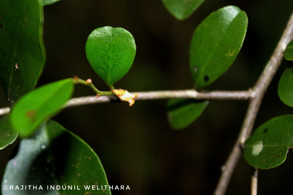 Diospyros ferrea (Willd.) Bakh.