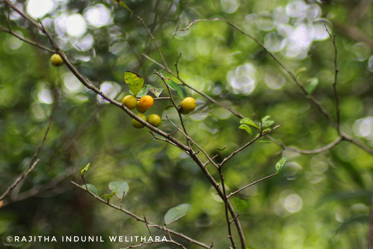 Diospyros ferrea (Willd.) Bakh.