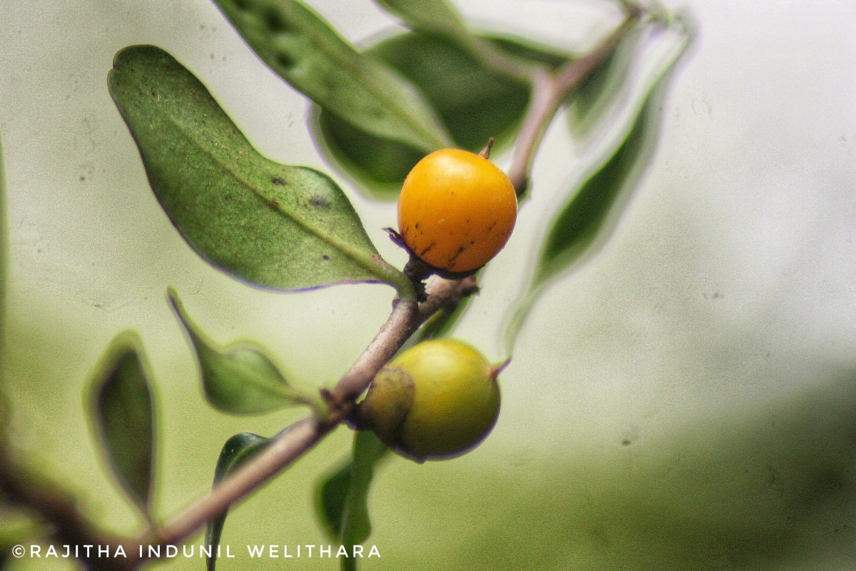 Diospyros ferrea (Willd.) Bakh.