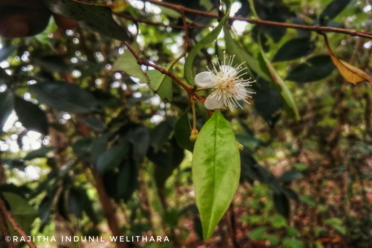 Eugenia roxburghii DC.