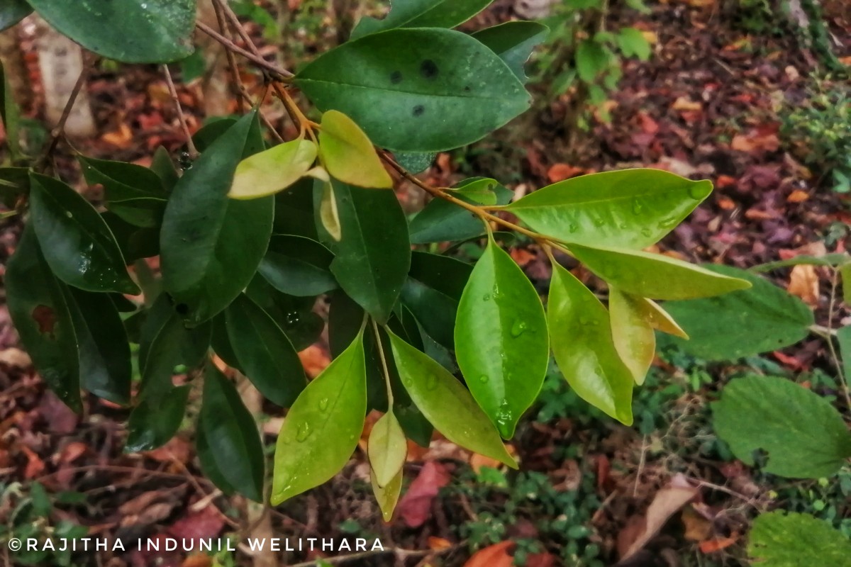 Eugenia roxburghii DC.