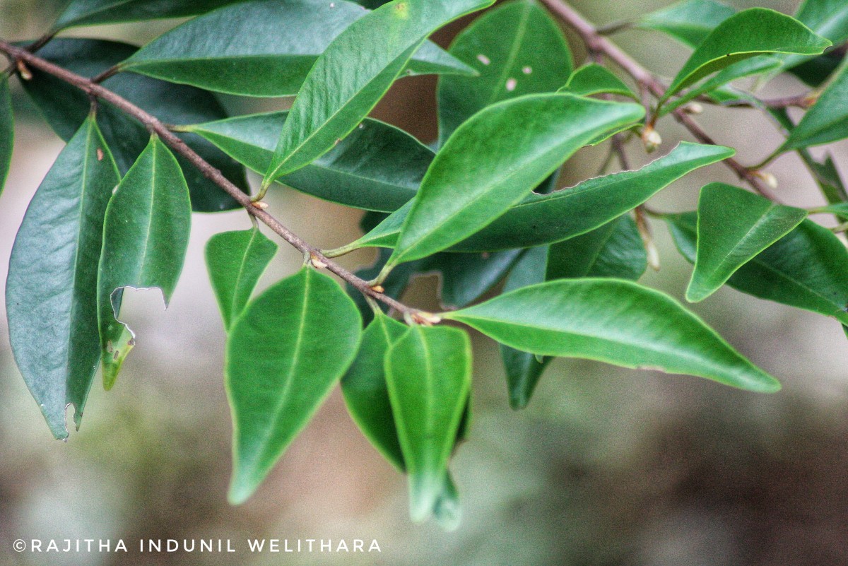 Eugenia roxburghii DC.